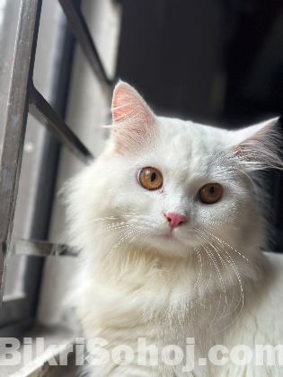 Persian Adult male cat